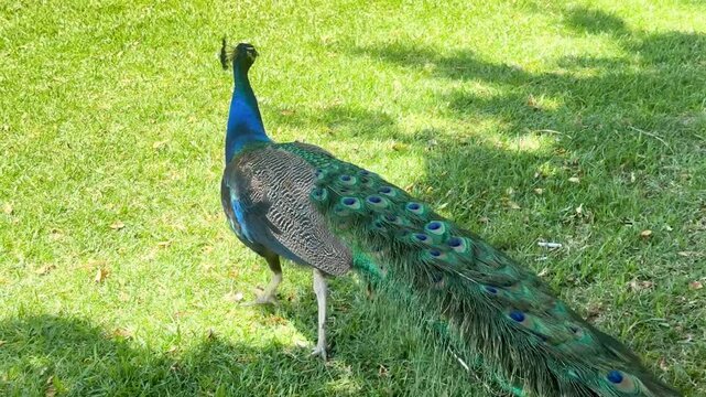 Pavo real en parque picoteando el pasto en busca de alimento