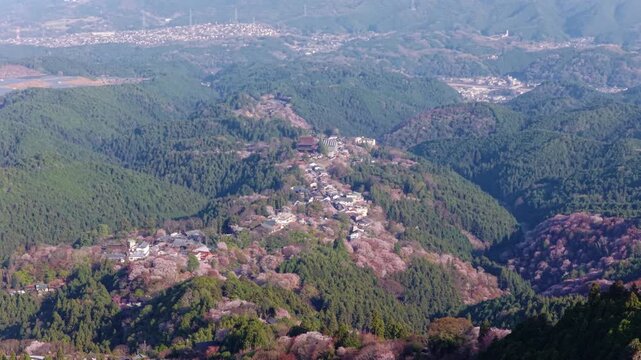 Aerial view of pink cherry trees in green Japanese mountains of Nara