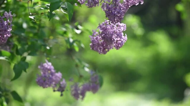 Lilac flowers blossom background - Branch with purple petals blooming and swaying in the wind - Spring morning nature with sun light.