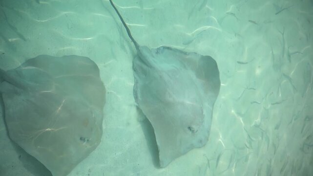 Manta rays swimming in a turquoise blue sea in the Maldives, 4k 30fps