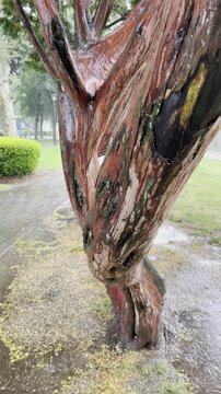 a tree with colorful bark in a rain storm