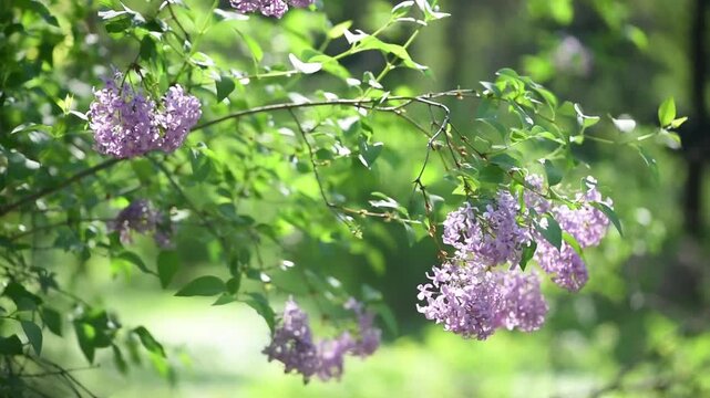 Lilac flowers blossom background - Branch with purple petals blooming and swaying in the wind - Spring tranquil and calm morning nature with sun light.