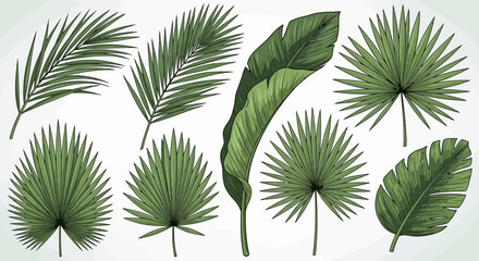 Fototapeta na wymiar Collection of various detailed green tropical leaves vector illustration