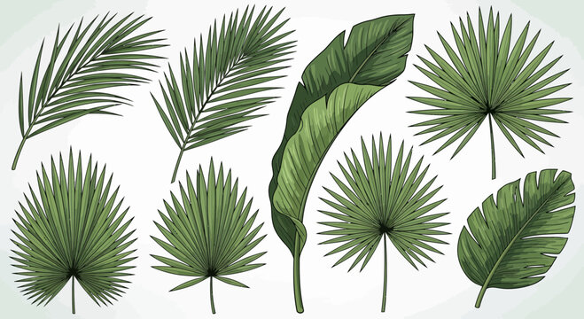 Collection of various detailed green tropical leaves vector illustration