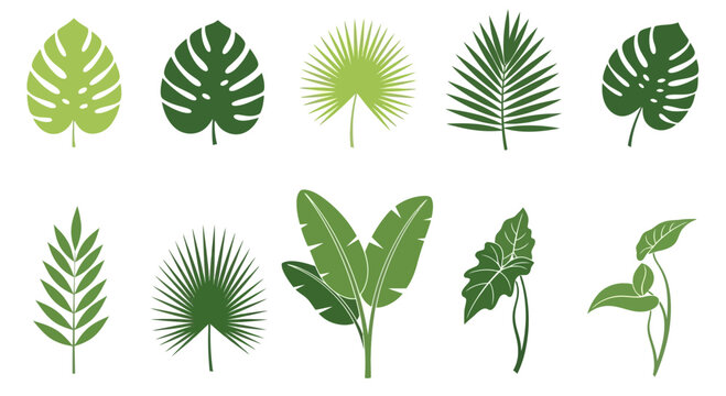 Diverse collection of vector tropical plant leaves on white background