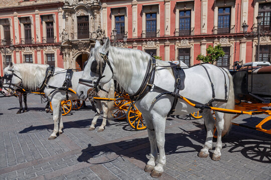 Traditionelle Pferdekutschen f&uuml;r Stadtrundfahrten, Sevilla, Spanien