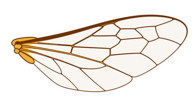 Dragonfly Wing Close Up Showing Vein Pattern and Translucent Membrane.