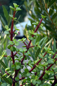 PLANTAS FRUTOS VERDE NATURALEZA MEDICINA HOJAS ARBUSTO CACTUS
