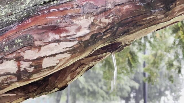 wet and dry patches on a tree in a rain storm with water running along the bottom of a branch