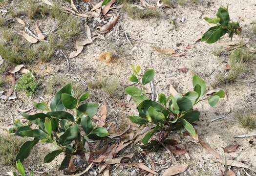 Golden Wattle (Acacia pycnantha) self-seeded saplings abundant in South Australia