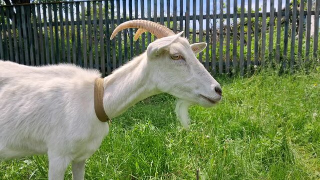 Adult white goat with funny facial expression.
