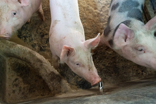 Domestic pigs drinking from automatic water nipple valve inside a commercial swine farming pen