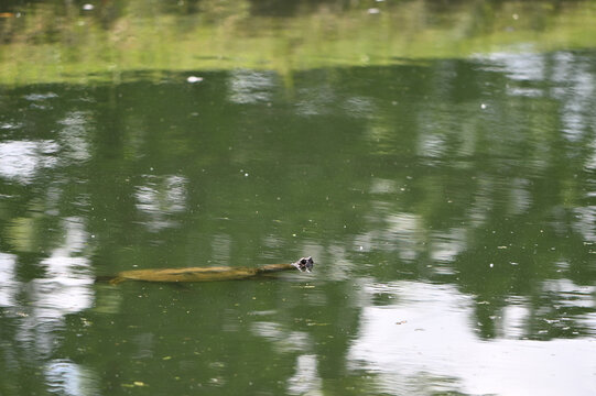 snapping turtle floating in a pond ithat is green with repples