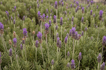 Obraz premium Beautiful close-up view of a lavender field with vibrant purple blossoms and soft green foliage.