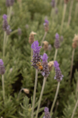 Obraz premium Close-up photograph of a honeybee pollinating blooming lavender flowers in a lush lavender field