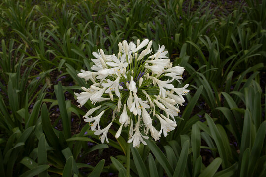 Beautiful close-up photograph of a blooming white agapanthus flower surrounded by lush green foliage in a garden setting