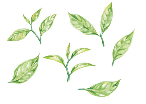 Hand-painted watercolor illustration of tea leaves, isolated on white background
