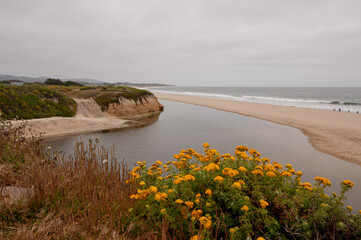 Obraz premium Scenic coastal lagoon with yellow wildflowers and sandy beach under an overcast sky