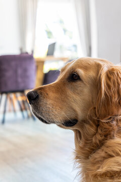 Golden retriever is gazing left in dining area, with purple chairs, wooden table, window