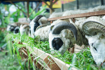 Sheeps with large curved horns eat fresh green grass from wooden troughs in a farm pen. Black and white markings on their faces, showing livestock feeding peacefully in rural agricultural surroundings © Benno Putro