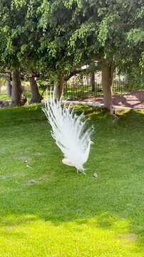 Pavo real de color blanco abre su plumaje y se exhibe majestuosamente