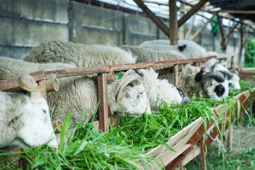 sheep and lambs © Benno Putro