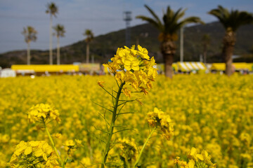 Obraz premium Yellow canola in Japan (Brassicaceae).