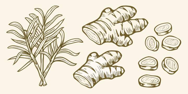 Ginger Root And Leaves Hand drawn Botanical Illustration In Brown Tones