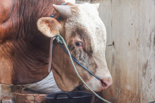 View of a large Simmental cattle head with brown patterns around its eye and a white tag attached to its halter rope inside a traditional concrete barn.