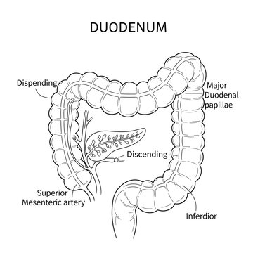 Anatomical Diagram of the Duodenum with Labels.