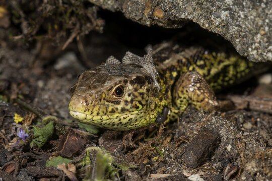 Sand lizard (Lacerta agilis), male skinning looks out of his hiding place, Baden-W&uuml;rttemberg, Germany