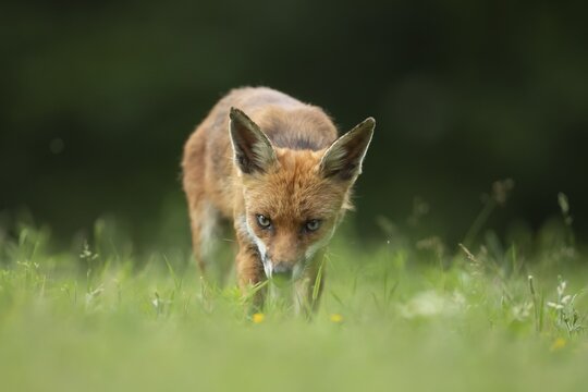Red fox (Vulpes vulpes) adult animal standing in grassland in the summer, England, United Kingdom