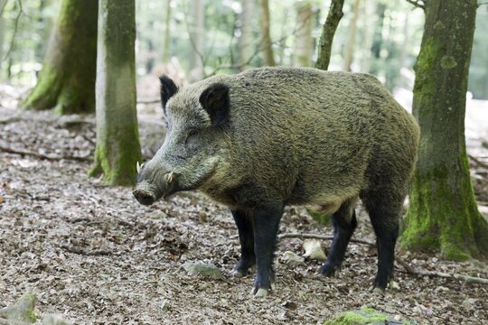 Wild boar (Sus scrofa), tusker
