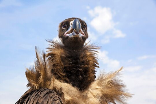 Cinereous vulture (Aegypius monachus), Mongolia