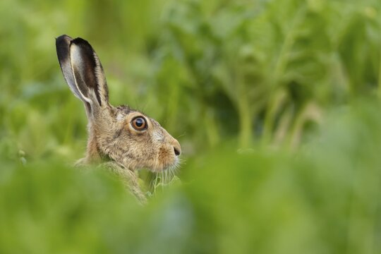 European brown hare (Lepus europaeus) adult animal in a sugar beet crop farmland field in summer, England, United Kingdom