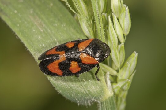 Black-and-red Froghopper (Cercopis vulnerata), Untergr&ouml;ningen, Abtsgmuend, Baden-W&uuml;rttemberg, Germany