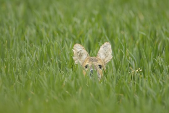 Chinese water deer (Hydropotes inermis) adult animal hiding in a farmland cereal field, Norfolk, England, United Kingdom