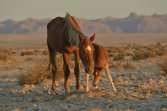 Desert Horses (Equus ferus), mare with foal, searching for food in poor soil, near waterhole Garub, near Aus, Karas Region, Namibia