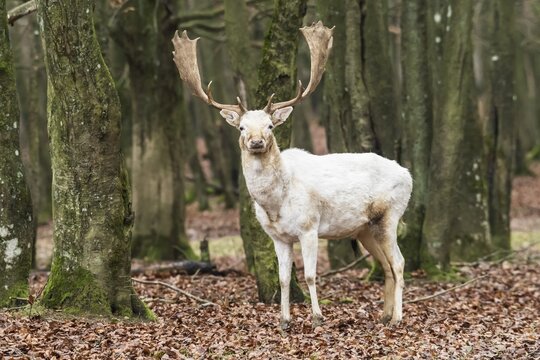 White Fallow Deer (Dama dama) in the forest, Vulkaneifel, Eifel, Rhineland-Palatinate, Germany