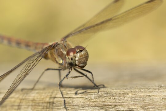Common darter dragonfly (Sympetrum striolatum) adult insect on a wooden fence in the summer, England, United Kingdom