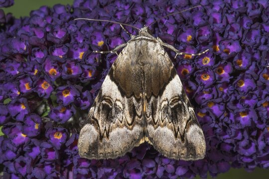 Moth yellow bands underwing (Catocala fulminea) resting on butterfly bush (Buddleja) spreads a quiet nature scene, Baden-W&uuml;rttemberg, Germany