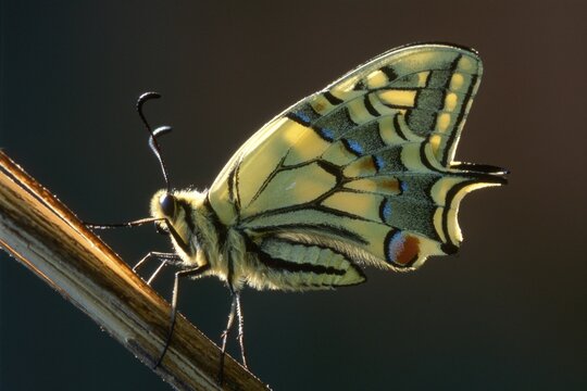 Old World Swallowtail or Common Yellow Swallowtail (Papilio machaon), Schwaz, Tirol, Austria
