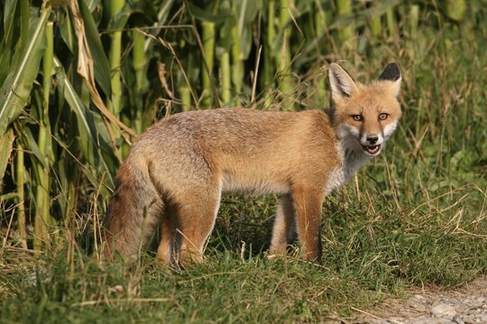 Red Fox (Vulpes vulpes) in front of a cornfield