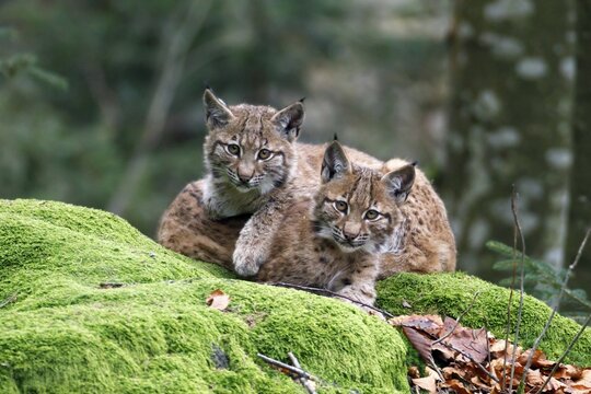 Eurasian lynx (Lynx lynx), Two young animals lying on mossy rock, captive, Germany