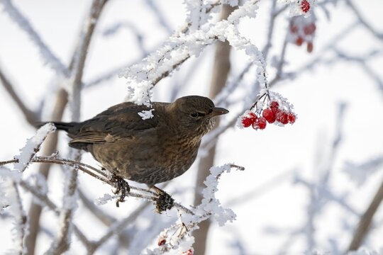 Blackbird (Turdus merula), female, sitting on a branch, Schlitters, Tyrol, Austria
