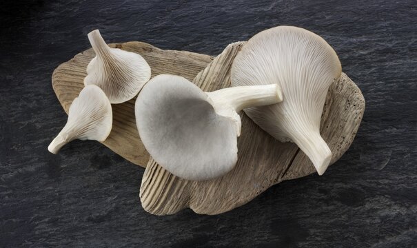 Fresh edible grey oyster mushrooms (Pleurotus)