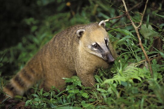 Coati (Nasua nasua), Iguassu National Park, Brazil, South America
