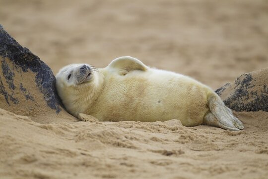 Grey seal (Halichoerus grypus), pup resting on a sandy beach, Norfolk, UK