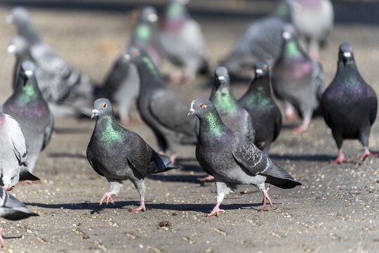 City doves (Columba livia forma domestica) at a feeding site, wildlife, Germany