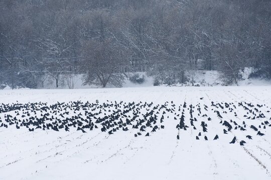 Flock of Rooks (Corvus frugilegus) on a snowy field, Erfurt, Thuringia, Germany